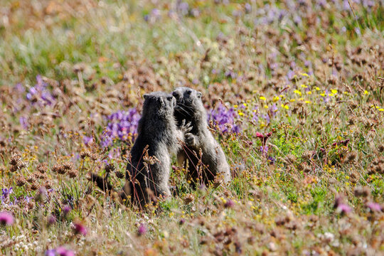 Deux marmottes, Savoie