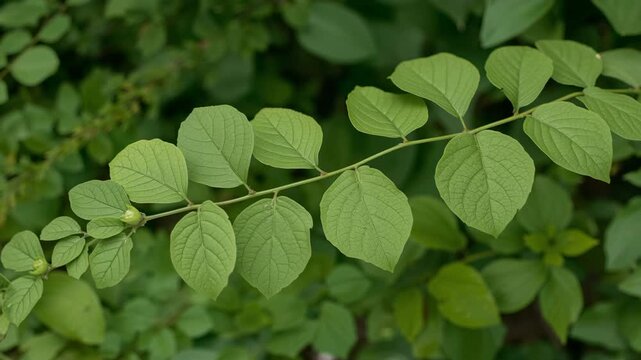 Close-up of vibrant green leaves on a slender stem with a blurred natural background showcasing detailed texture and pattern in soft diffused lighting