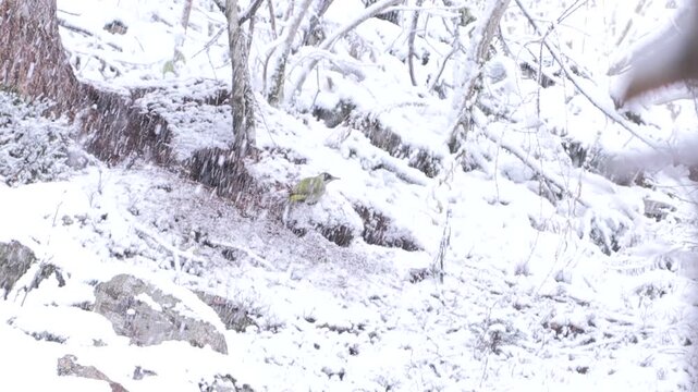 Picchio verde sotto la nevicata mentre caccia formiche rufe &ndash; Green woodpecker in snowfall hunting red wood ants &ndash; Picus viridis