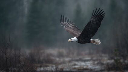 An American raptor soars through the misty air with outstretched wings, near a forested landscape