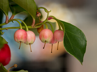 Gaultheria procumbens L., an evergreen plant from the heather family with small fruits and bell-shaped, pink flowers