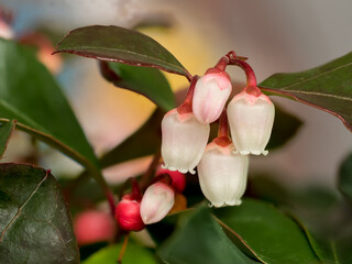 Gaultheria procumbens L., an evergreen plant from the heather family with small fruits and bell-shaped, pink flowers