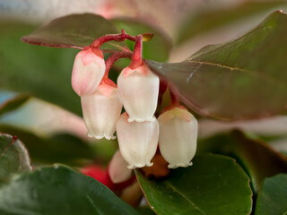 Gaultheria procumbens L., an evergreen plant from the heather family with small fruits and bell-shaped, pink flowers