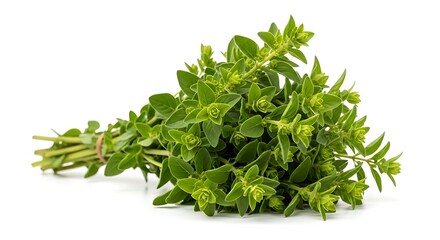 Fototapeta premium Fresh green oregano herb bundle tied with a rubber band on a white background plant