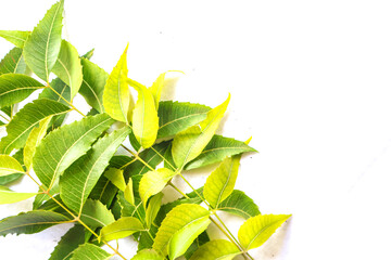 Fresh green Neem leaves isolated on white. Azadirachta indica. Bunch of Neem Leaves.