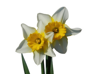 Two white and yellow daffodils isolated on a transparent background