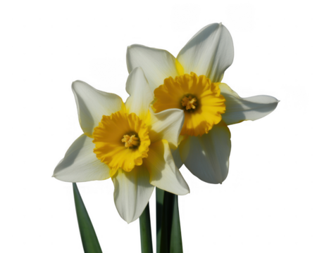 Two white and yellow daffodils isolated on a transparent background