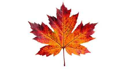 Fototapeta premium Vibrant red and orange maple leaf isolated on a white background, showcasing the beauty of autumn foliage, perfect for nature-themed designs or seasonal decorations.