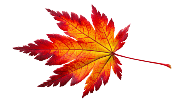 A vibrant red and orange maple leaf isolated against a white background, showcasing the intricate details of its veins and colors, perfect for fall-themed designs or nature-related