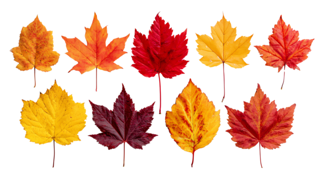 Colorful autumn leaves in vibrant shades of red, orange, and yellow, isolated on a white background, showcasing nature's beauty during the fall season.