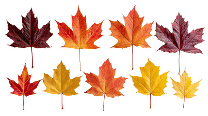 Obraz premium Assorted maple leaves in vibrant autumn colors, showcasing shades of red, orange, and yellow against a white background.