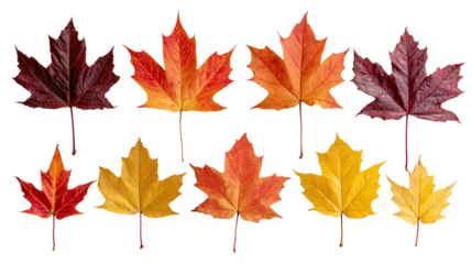 Assorted maple leaves in vibrant autumn colors, showcasing shades of red, orange, and yellow against a white background.