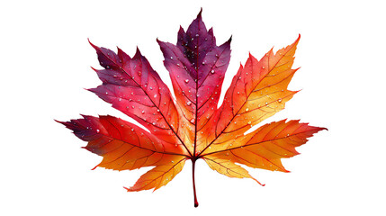 A vibrant autumn leaf showcasing a mesmerizing blend of red, orange, and yellow hues. Perfect for nature-themed projects or seasonal designs. Isolated on a white background.