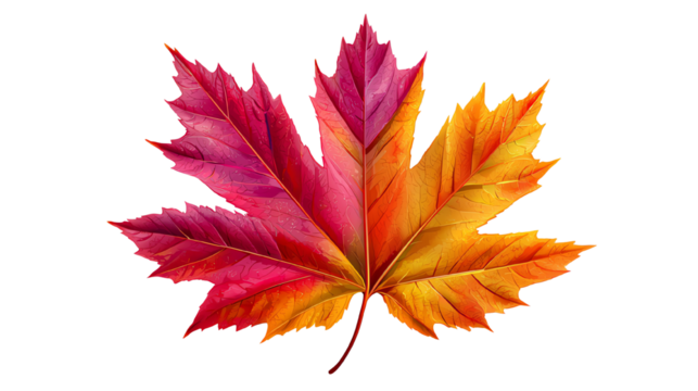 Vibrant autumn leaf showcasing bold shades of red, orange, and yellow. Perfect for seasonal decor or nature-themed designs. Isolated against a white background for emphasis.