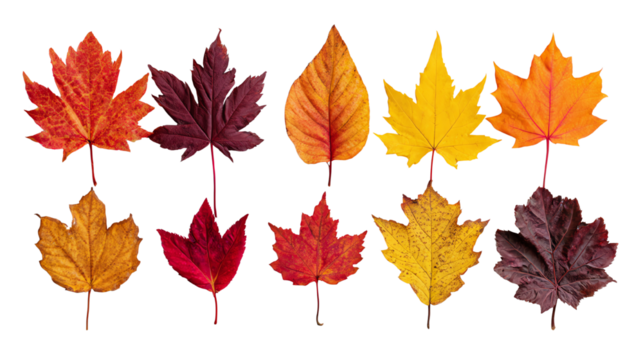 Colorful autumn leaves arranged in a row, showcasing vibrant hues of red, orange, and yellow on a white isolate background.