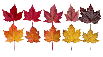 Obraz premium A collection of vibrant autumn leaves in various shades of red, yellow, and orange, isolated on a white background, showcasing the beauty of nature's seasonal change.