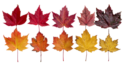 A collection of vibrant autumn leaves in various shades of red, yellow, and orange, isolated on a white background, showcasing the beauty of nature's seasonal change.