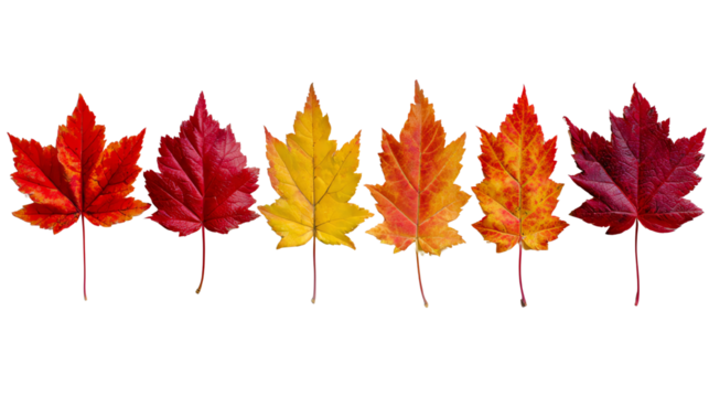 A vibrant collection of autumn leaves showcasing a gradient of colors from deep red to bright yellow, isolated on a white background, perfect for seasonal themes.