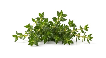 Obraz premium Fresh green thyme herb sprigs with small leaves arranged on a white background image