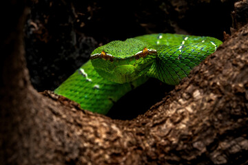Sulawesi keeled green pit viper (Tropidolaemus laticinctus) is an endemic venomous snake species from Sulawesi Island, Indonesia.