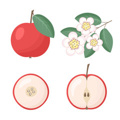 Apple fruit, blossom flowers. Vector Illustration for printing, backgrounds, covers and packaging. Image can be used for greeting cards, posters, stickers and textile. Isolated on white background.