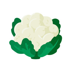 A_Simple_flat_2D_icon_of_a_cauliflower_isolated_on_a_white, simple illustration with EPS format design, simple flat 2D icon, minimalist design, clipart