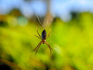 spider on a web