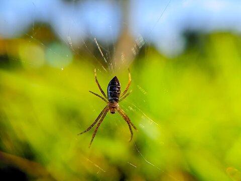 spider on a web