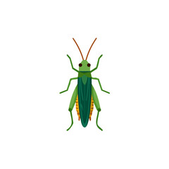 A_Simple_flat_2D_icon_of_a_cricket_insect_isolated_on_a_white background, simple illustration with EPS format design, simple flat 2D icon, minimalist design, clipart