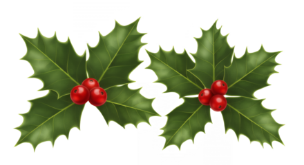 Two sprigs of holly with bright red berries for the holidays on transparent background