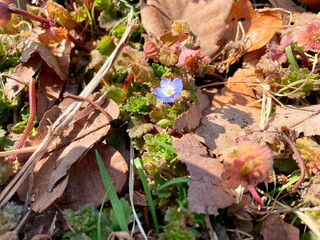 落ち葉の中に咲く可愛らしい一輪の花