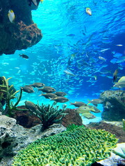 悠々と泳ぐ魚たちと綺麗な青