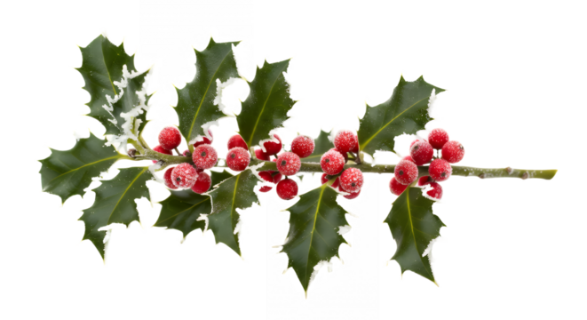 Frosted holly branch with red berries against a for the holidays on transparent background - Powered by Adobe