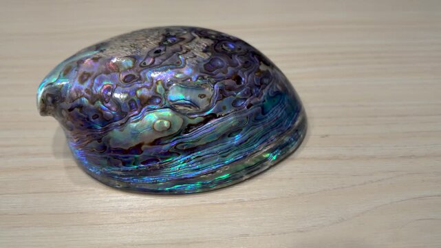 New Zealand Paua shell (Haliotis Iris) isolated on white background.