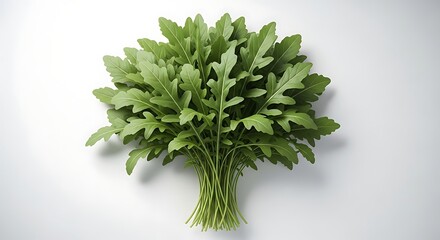 Bunch of fresh green arugula leaves with detailed veins and stems on a white background salad