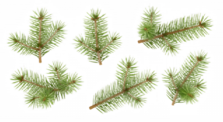 Six evergreen fir tree branches for holiday design on transparent background