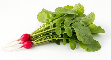 Bunch of fresh red radishes with green leaves on a white background vegetable