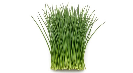 Bunch of fresh green chives with thin hollow stems on a white background herb food