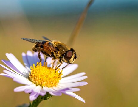 Close-up of a hoverfly resting on a daisy-like flower, blurred background