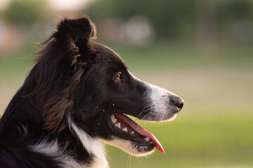 Portrait d'un chien Border Collie de profil