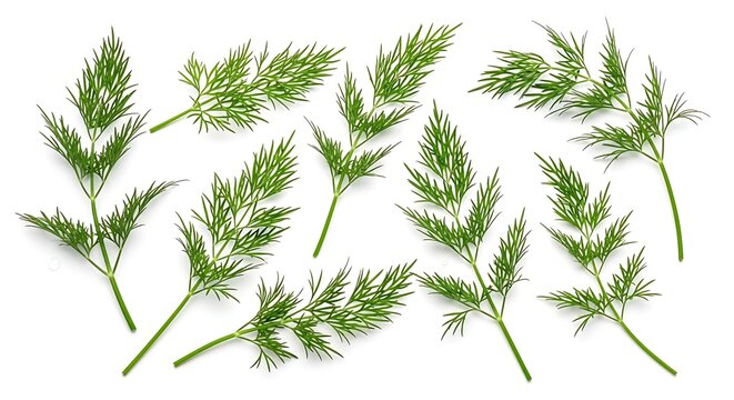 Fresh green dill sprigs arranged on a clean white background herb plant - Powered by Adobe