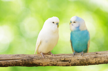 colorful budgerigars perching on branch of tree on green background