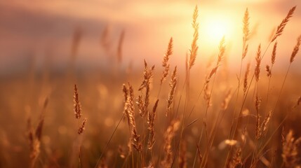 Obraz premium Golden field of wheat or grass at sunset. Warm lighting creating a bright and peaceful nature scene for background or agricultural concept.