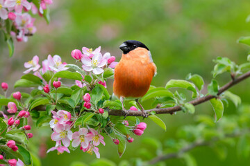Little bird perching on branch of blossom apple tree with pink flowers. Bullfinch