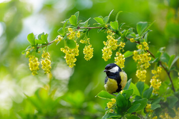 Little bird perching on branch of blossom tree with yellow flowers. Great tit