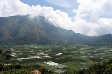 Lush green rice paddies stretching across rural valley in Lombok