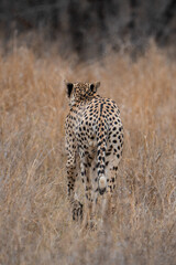 A cheetah walking away through the dry grassland, Greater Kruger. 