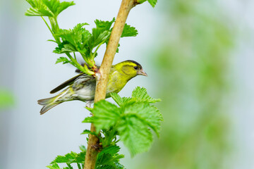bird perching on branch of tree.  Male siskin. Spinus spinus