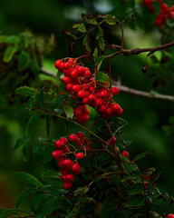 The season is changing as red berries ripen on a tree branch. The tree has green leaves as it grows in a natural outdoor setting.