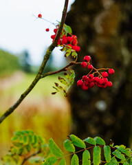 Close-up capturing the bright red berries of a rowan tree. The shallow depth of field emphasizes their vivid color.